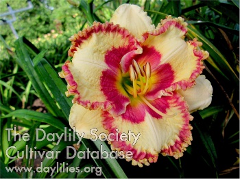 Daylily Abilene Lillian's Daughter